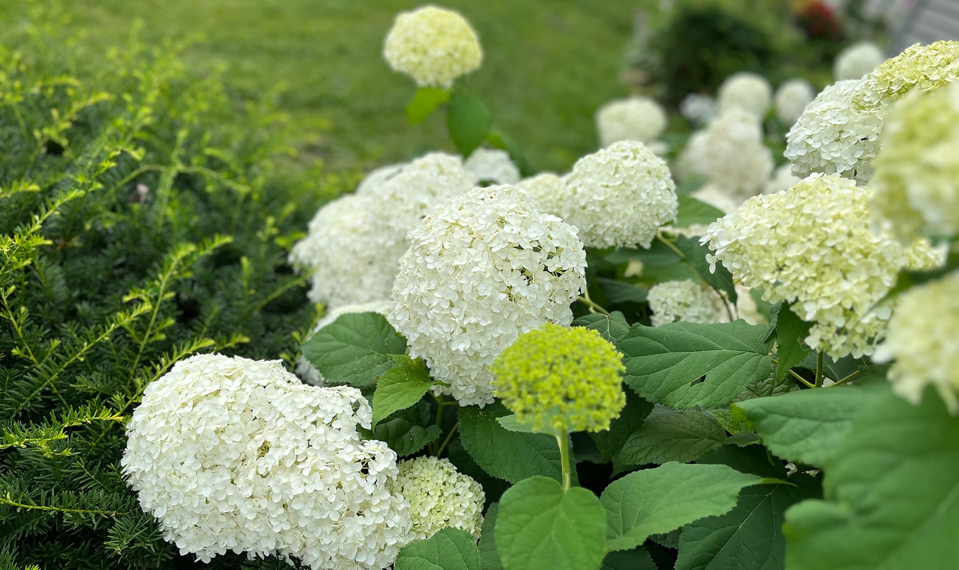 A cluster of white hydrangea flowers surrounded by green leaves.