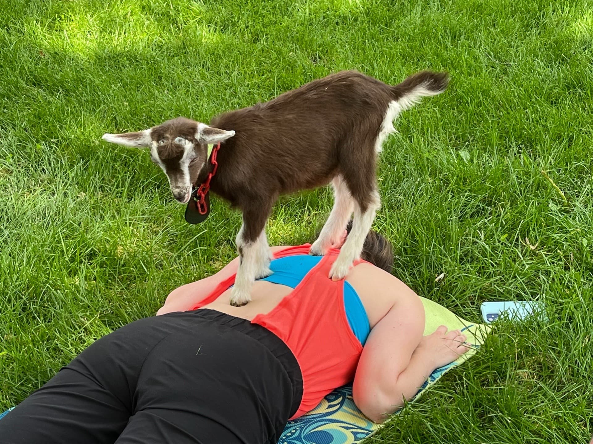 A small goat stands on the back of a person lying on a mat in the grass.