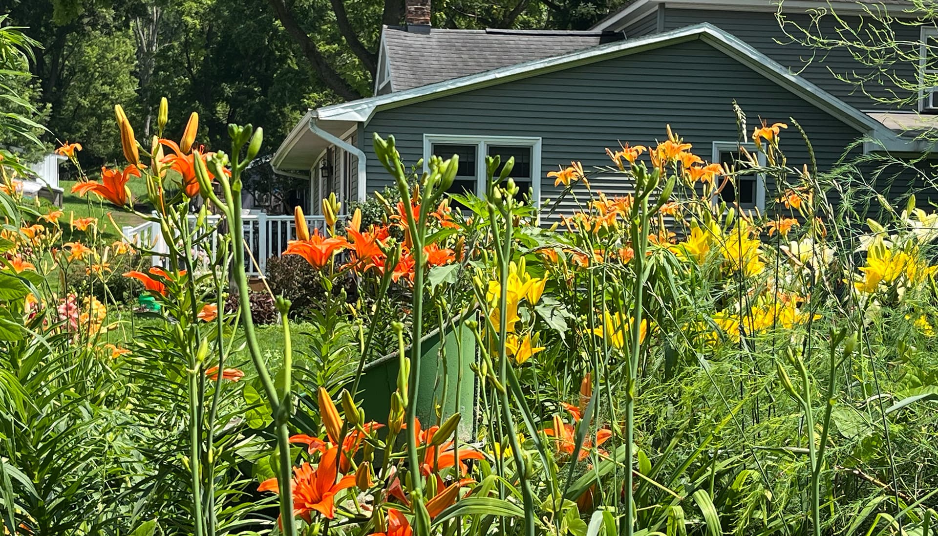 A vibrant garden filled with orange and yellow flowers in front of a house.