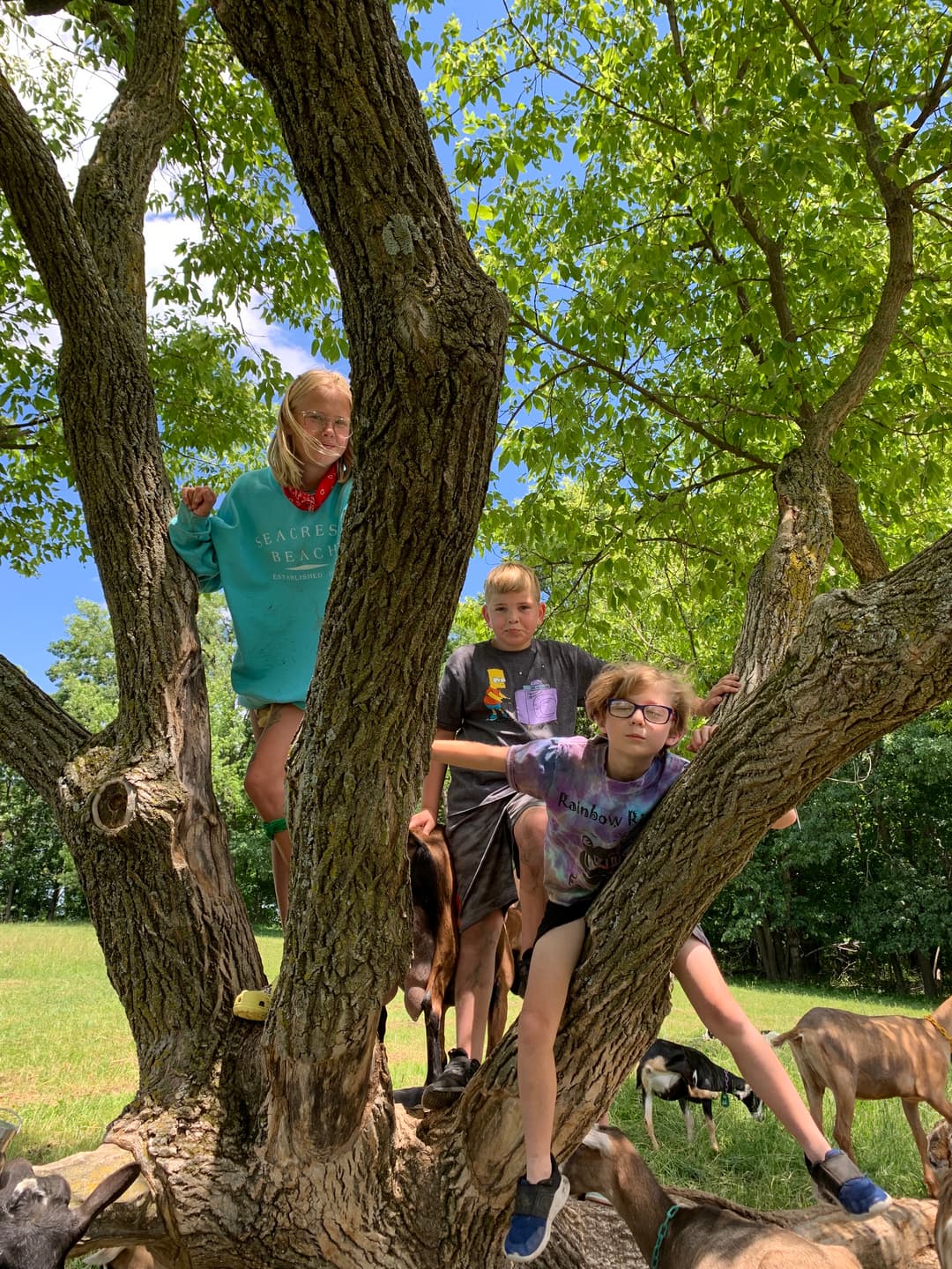 Three children play in a tree surrounded by goats on a sunny day.