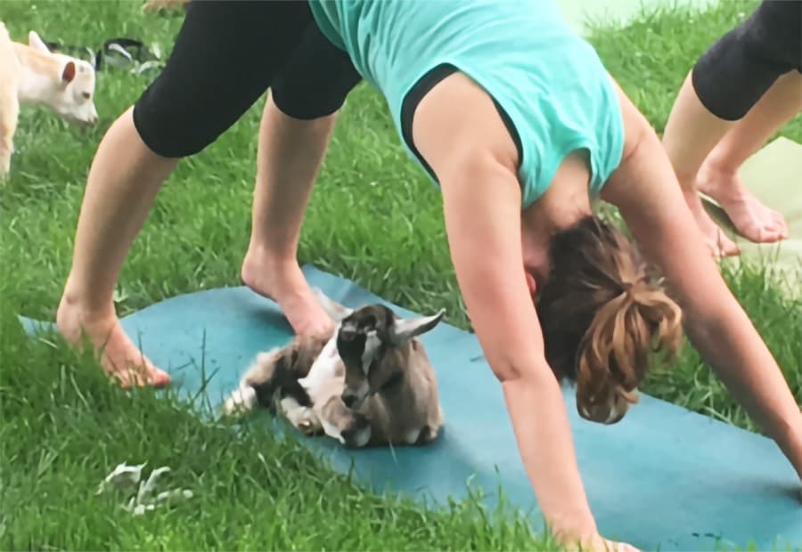 A person performs a downward dog yoga pose on a mat while a goat rests nearby.