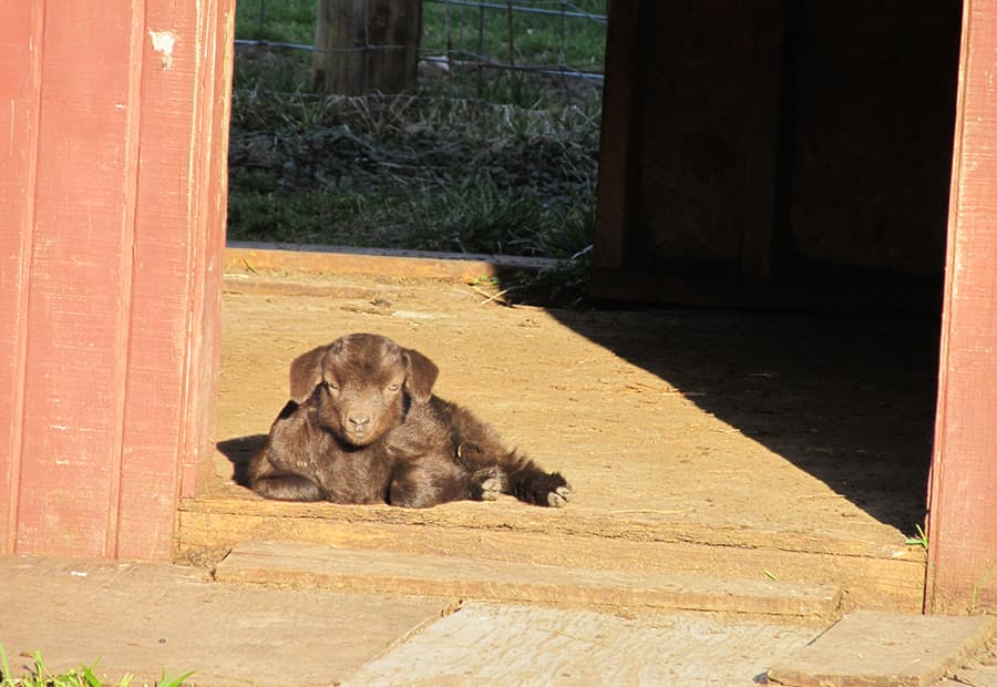 A small brown goat kid relaxes in the sunlight at the entrance of a barn.