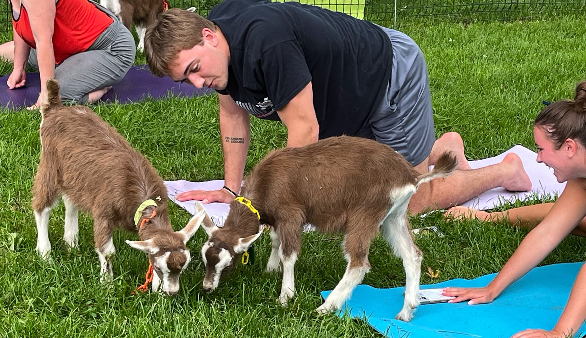 Two goats interact playfully with participants during a yoga session on grassy ground.