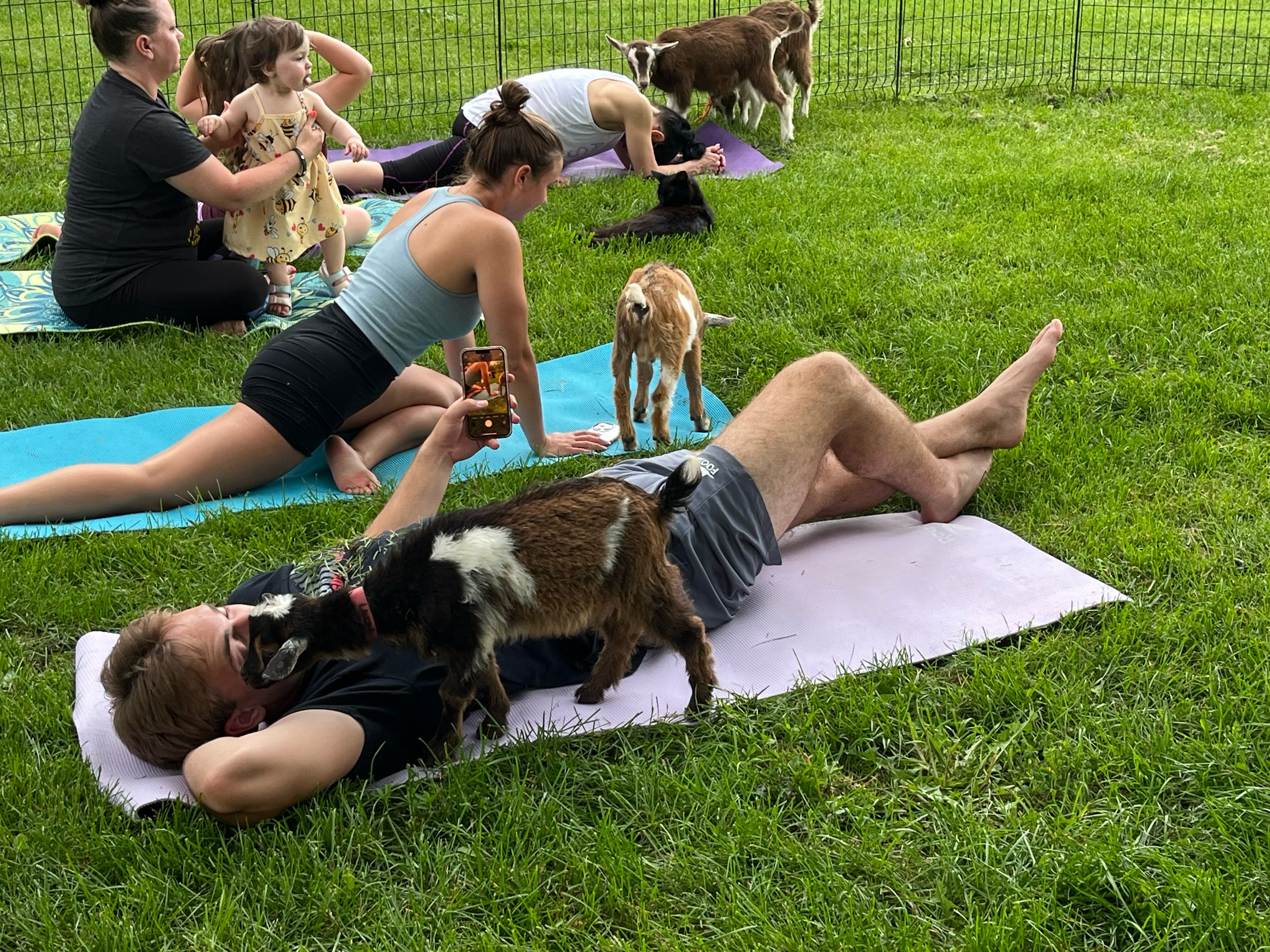 A man lies on a yoga mat outdoors while playful goats roam around him and others participate in a yoga session.